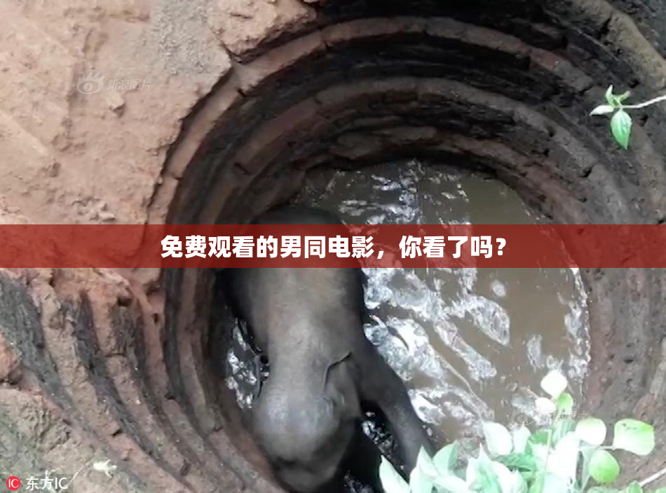 免费观看的男同电影，你看了吗？