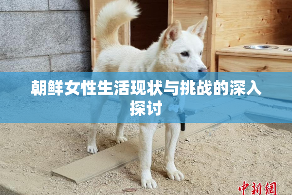 朝鲜女性生活现状与挑战的深入探讨