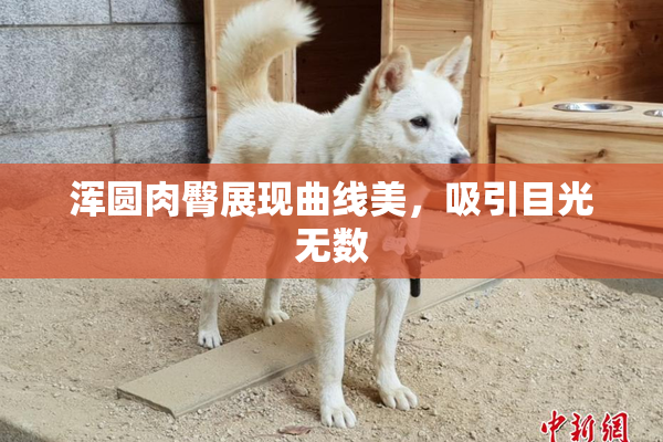 浑圆肉臀展现曲线美，吸引目光无数