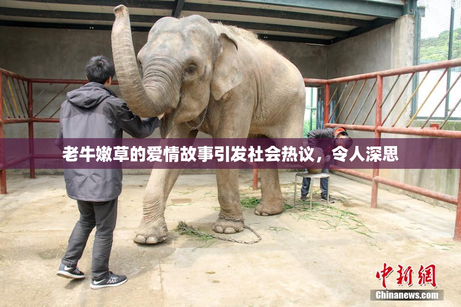 老牛嫩草的爱情故事引发社会热议，令人深思