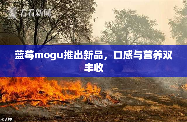 蓝莓mogu推出新品，口感与营养双丰收