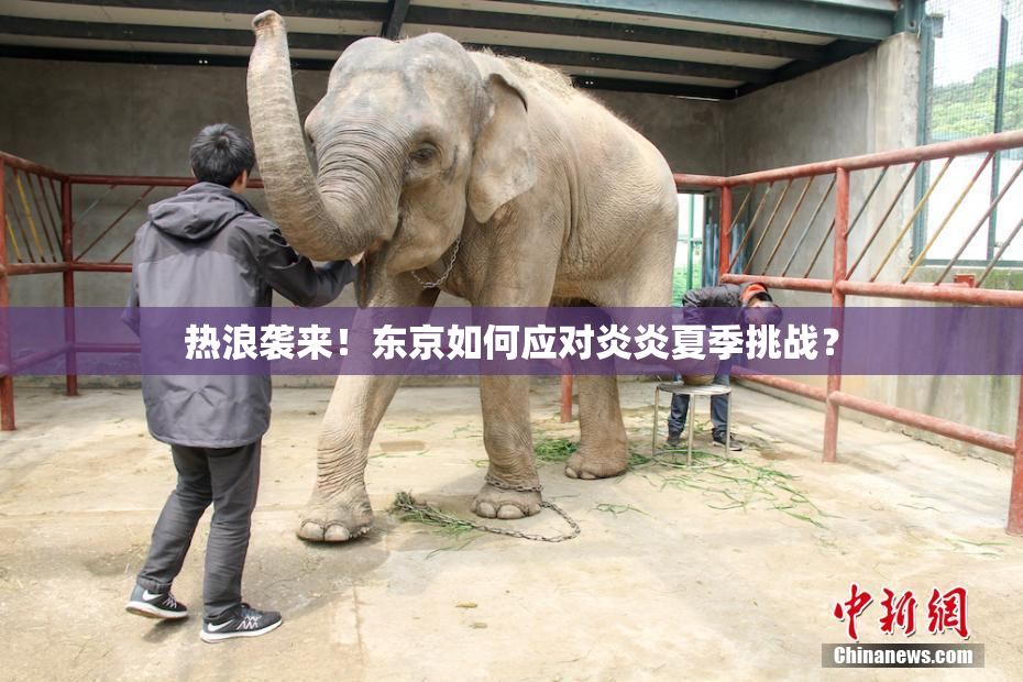 热浪袭来！东京如何应对炎炎夏季挑战？