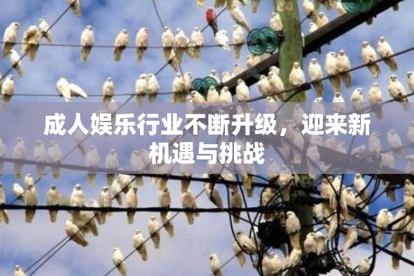 成人娱乐行业不断升级，迎来新机遇与挑战
