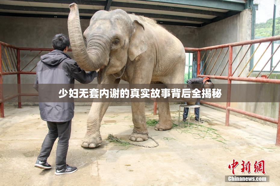 少妇无套内谢的真实故事背后全揭秘