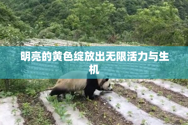 明亮的黄色绽放出无限活力与生机