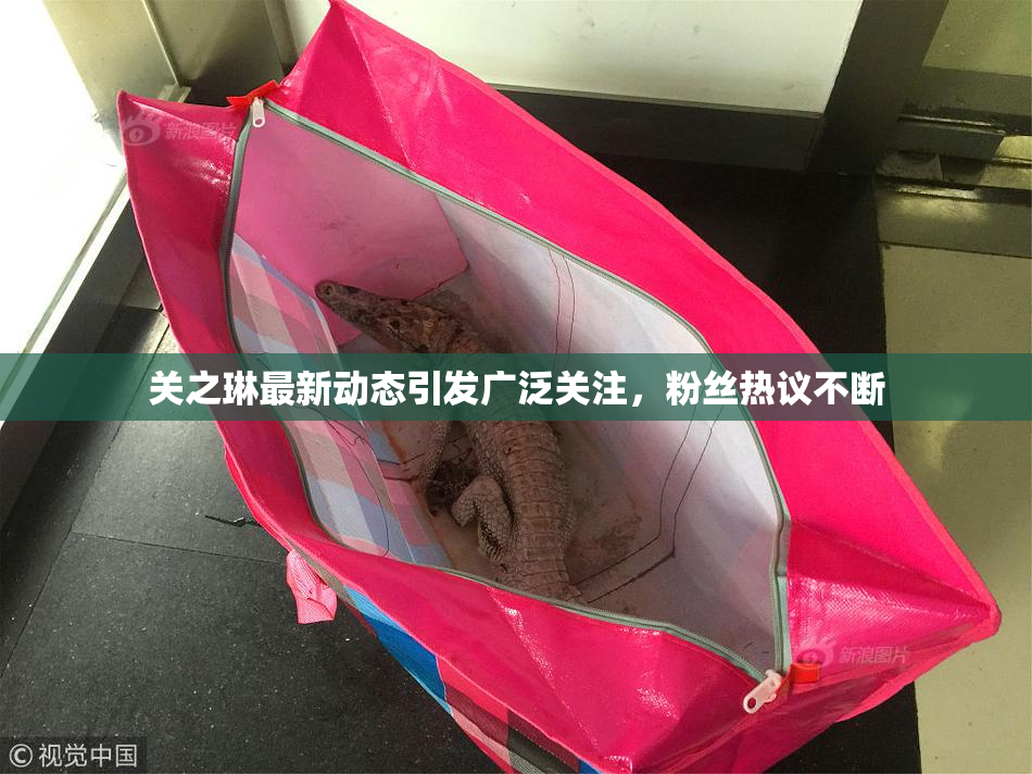 关之琳最新动态引发广泛关注，粉丝热议不断