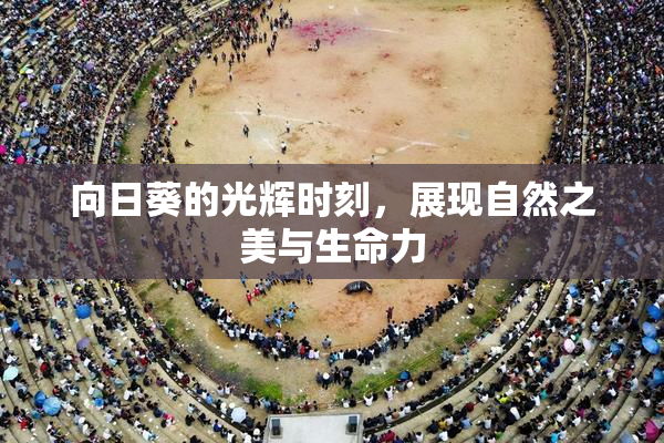 向日葵的光辉时刻，展现自然之美与生命力