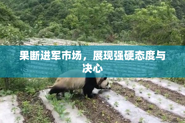果断进军市场，展现强硬态度与决心