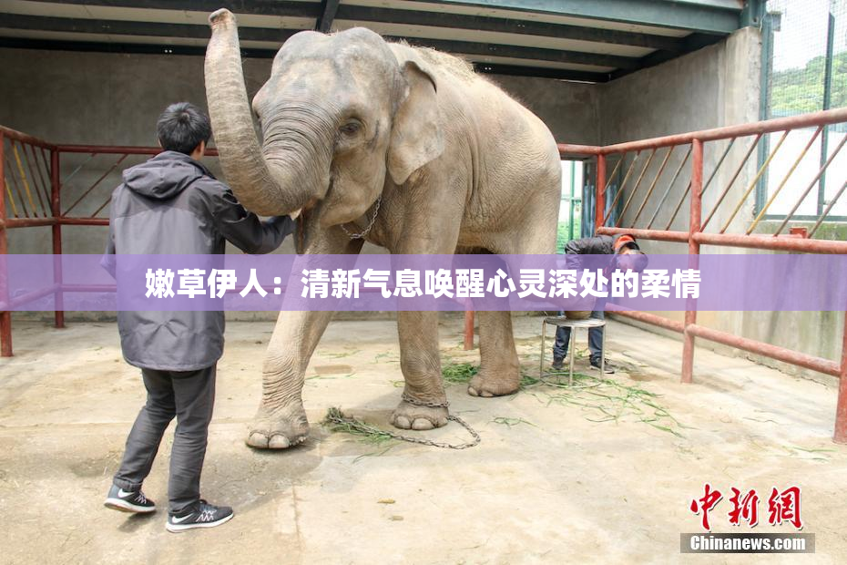 嫩草伊人：清新气息唤醒心灵深处的柔情
