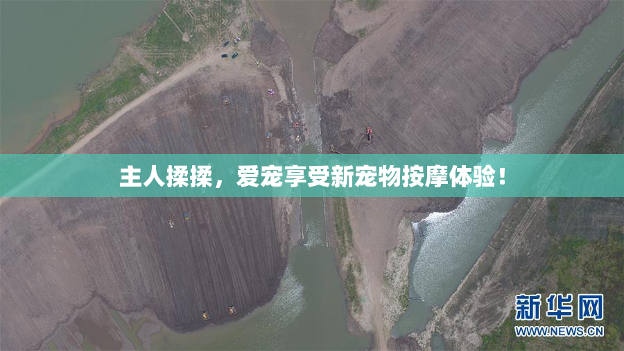 主人揉揉，爱宠享受新宠物按摩体验！