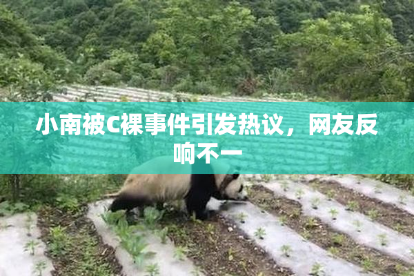 小南被C裸事件引发热议，网友反响不一