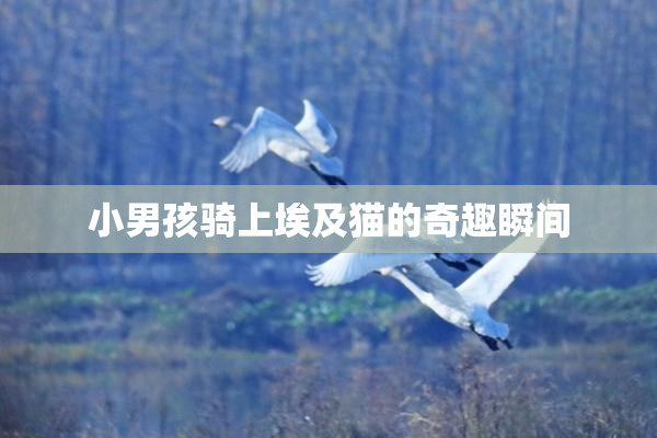小男孩骑上埃及猫的奇趣瞬间