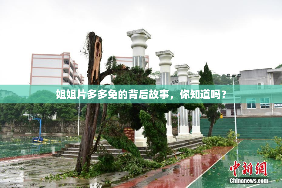 姐姐片多多免的背后故事，你知道吗？