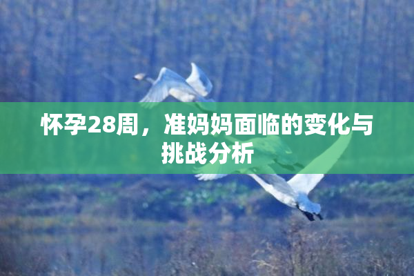 怀孕28周，准妈妈面临的变化与挑战分析