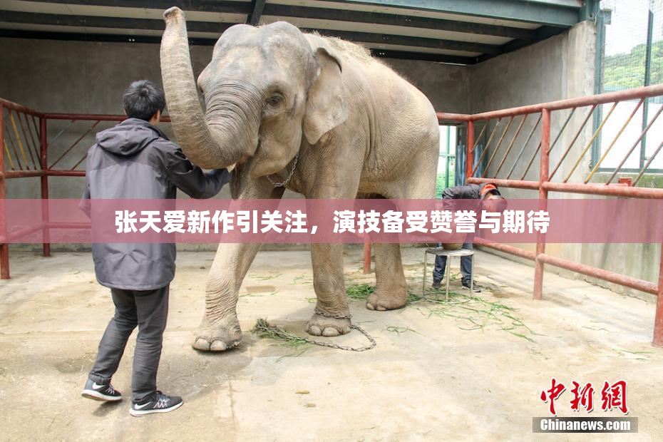 张天爱新作引关注，演技备受赞誉与期待