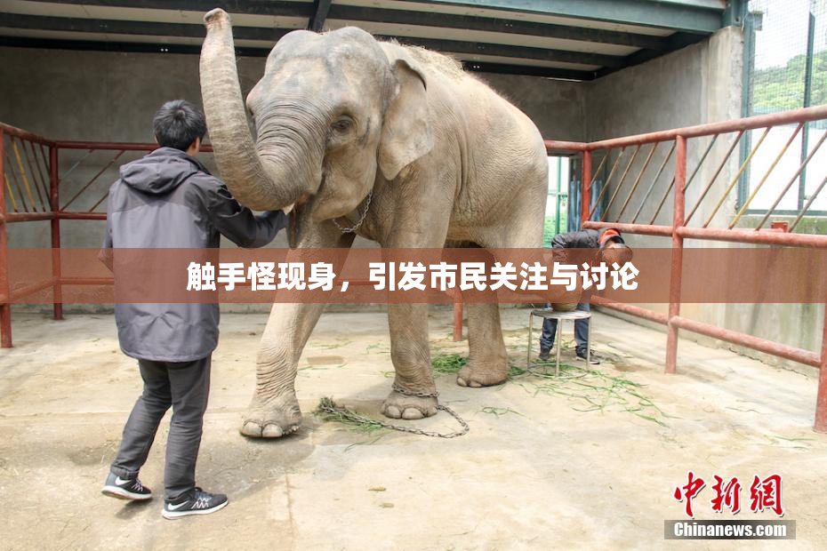 触手怪现身，引发市民关注与讨论