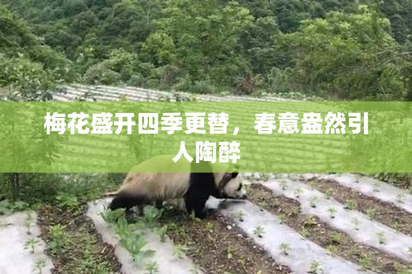 梅花盛开四季更替，春意盎然引人陶醉
