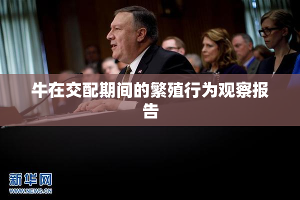牛在交配期间的繁殖行为观察报告