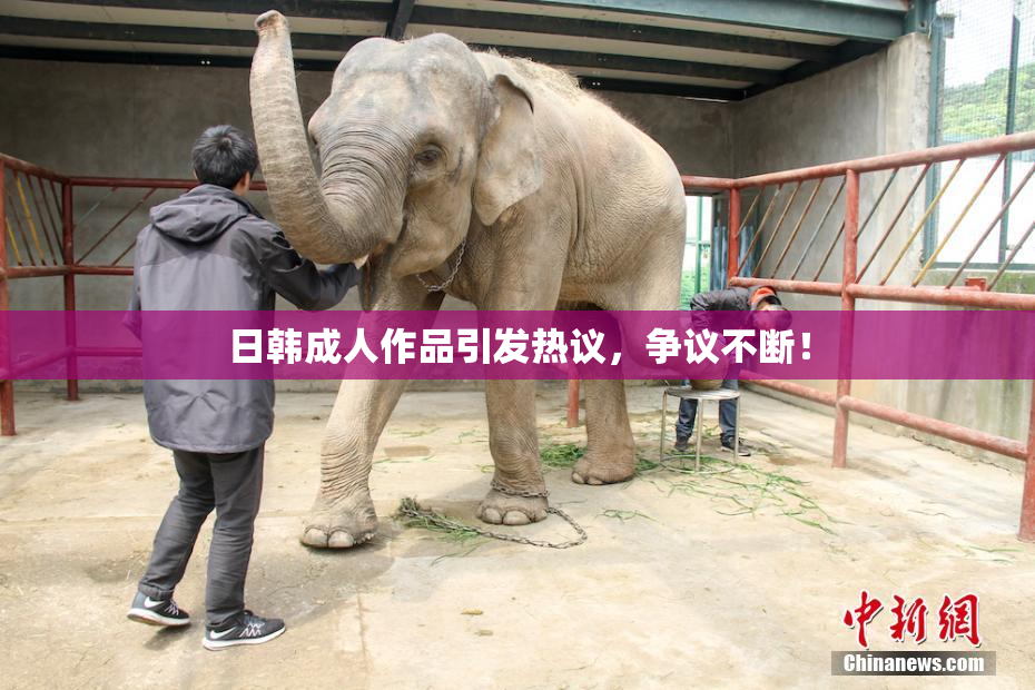 日韩成人作品引发热议，争议不断！