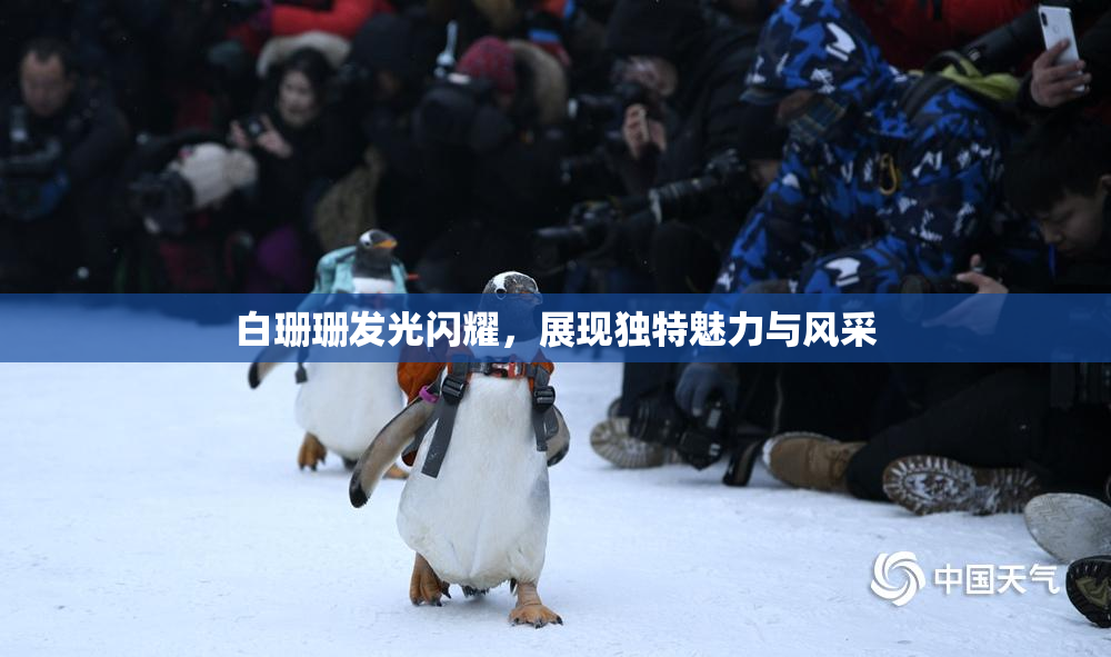 白珊珊发光闪耀，展现独特魅力与风采
