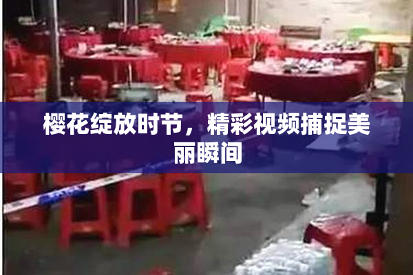 樱花绽放时节，精彩视频捕捉美丽瞬间