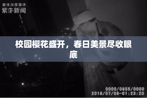 校园樱花盛开，春日美景尽收眼底