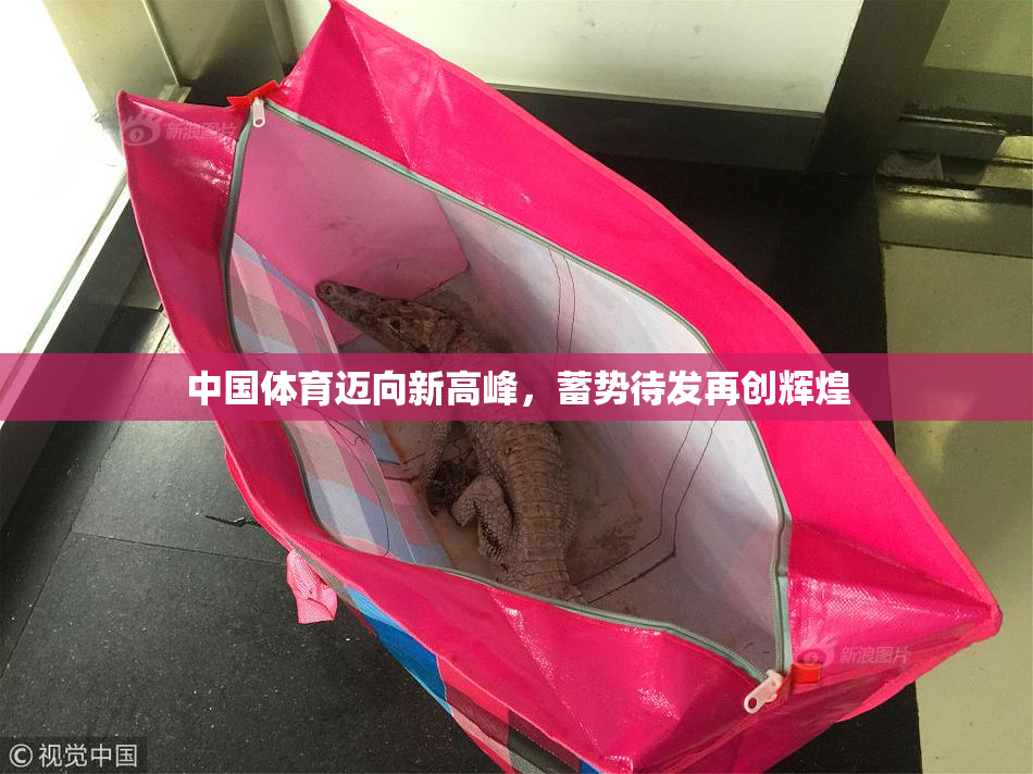 中国体育迈向新高峰，蓄势待发再创辉煌