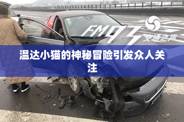 温达小猫的神秘冒险引发众人关注