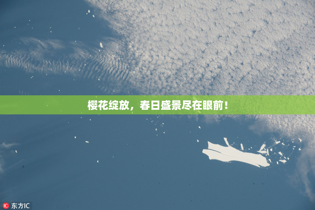 樱花绽放，春日盛景尽在眼前！