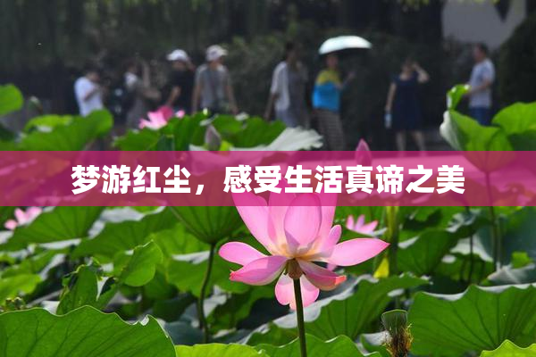 梦游红尘，感受生活真谛之美