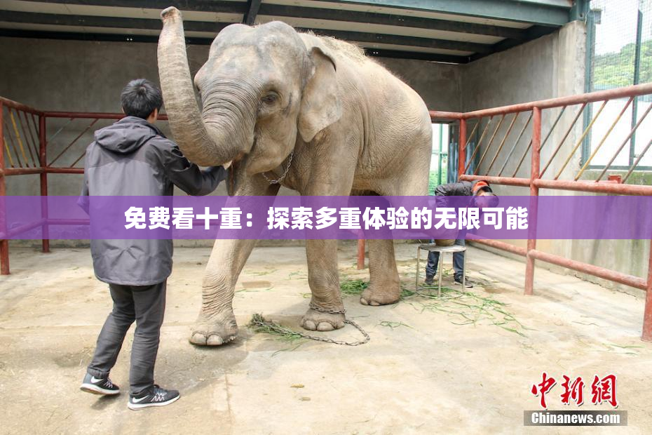免费看十重：探索多重体验的无限可能