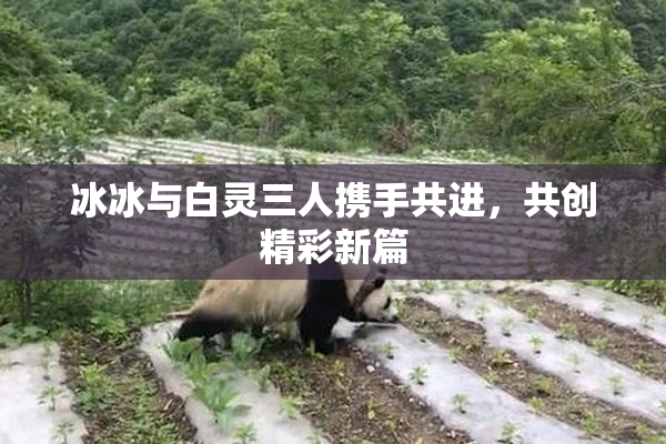 冰冰与白灵三人携手共进，共创精彩新篇