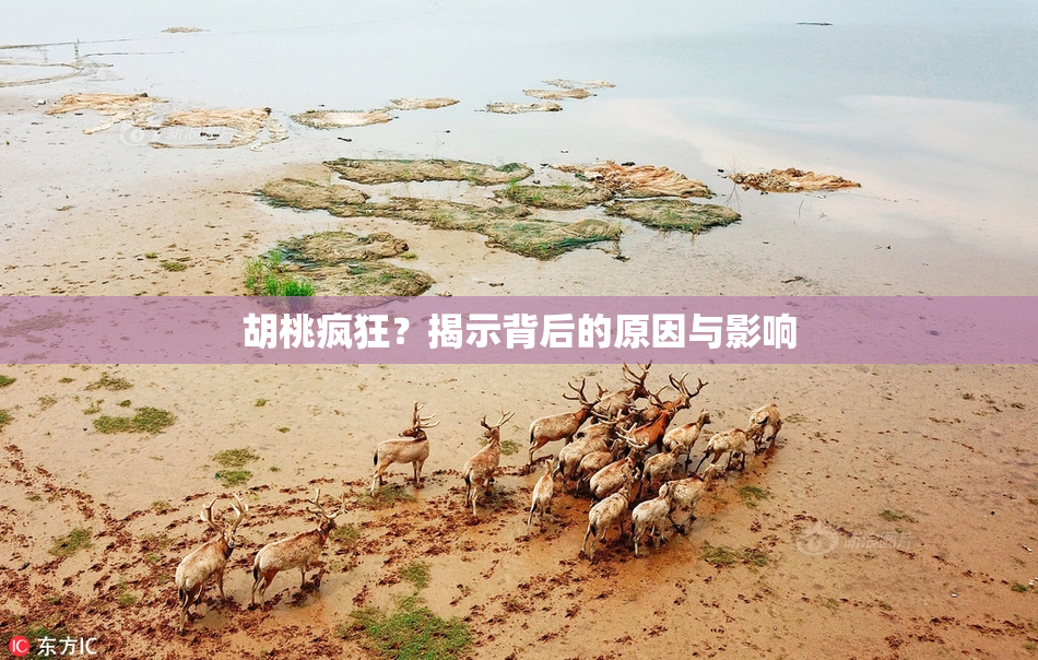 胡桃疯狂？揭示背后的原因与影响