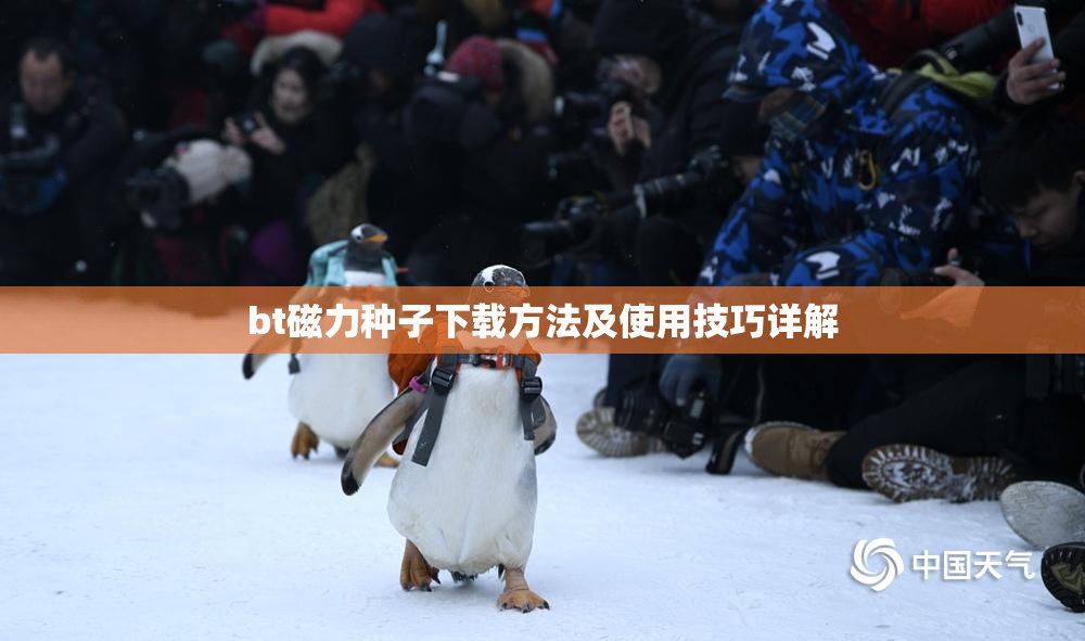 bt磁力种子下载方法及使用技巧详解
