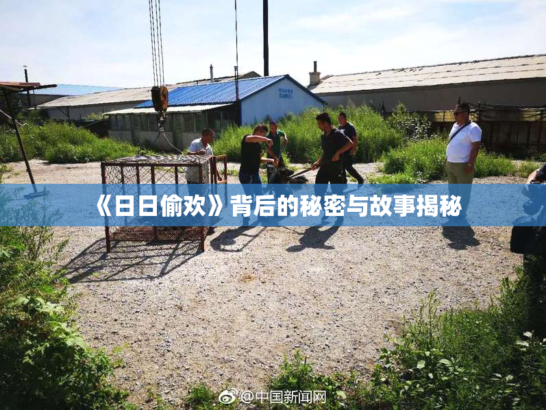 《日日偷欢》背后的秘密与故事揭秘