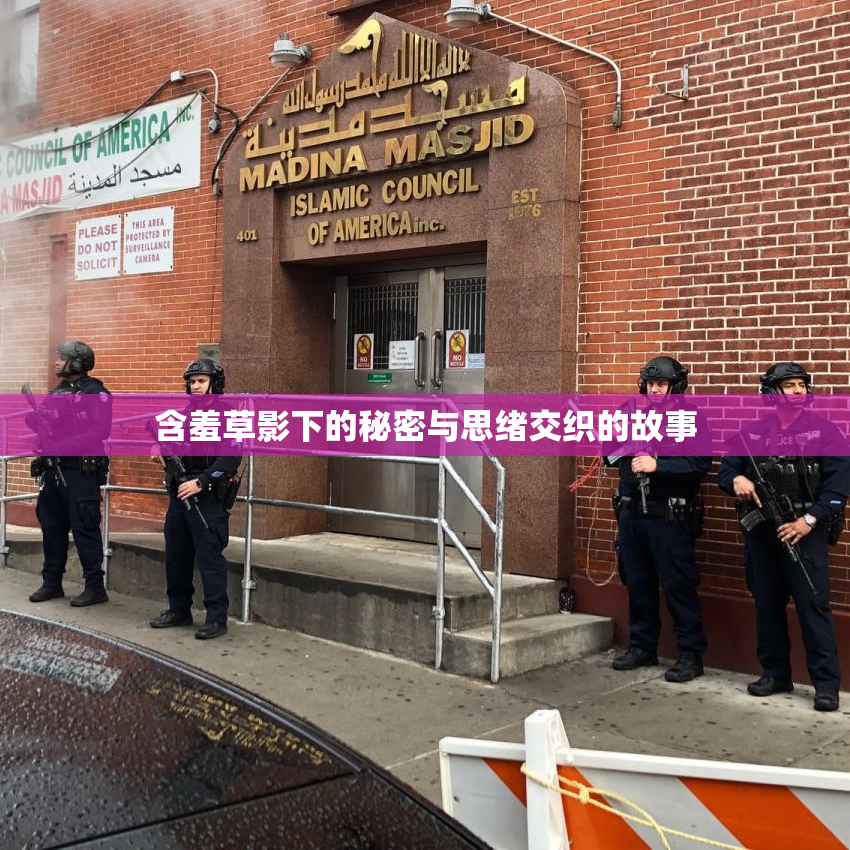 含羞草影下的秘密与思绪交织的故事