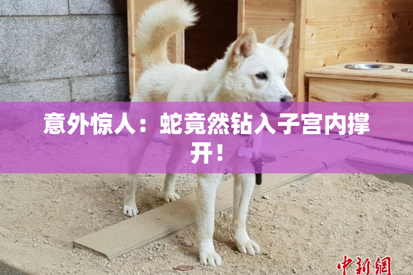 意外惊人：蛇竟然钻入子宫内撑开！