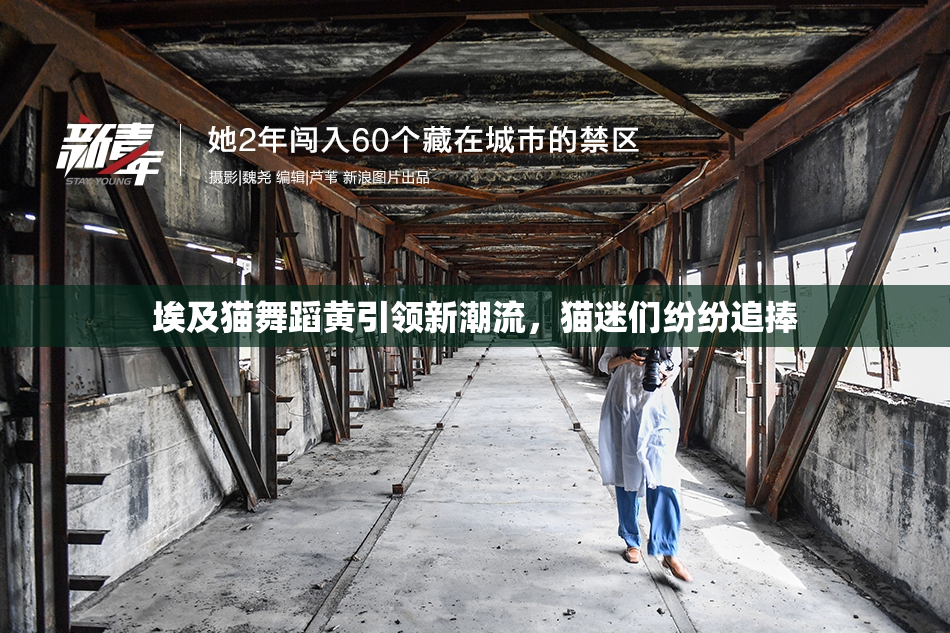 埃及猫舞蹈黄引领新潮流，猫迷们纷纷追捧