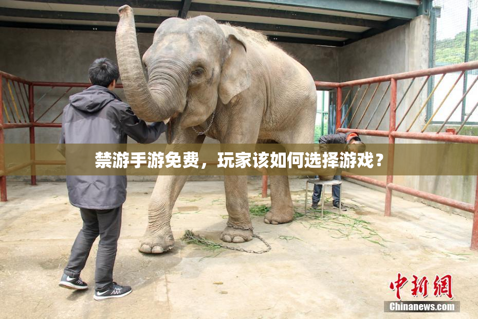 禁游手游免费，玩家该如何选择游戏？