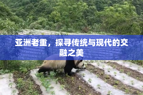 亚洲老重，探寻传统与现代的交融之美
