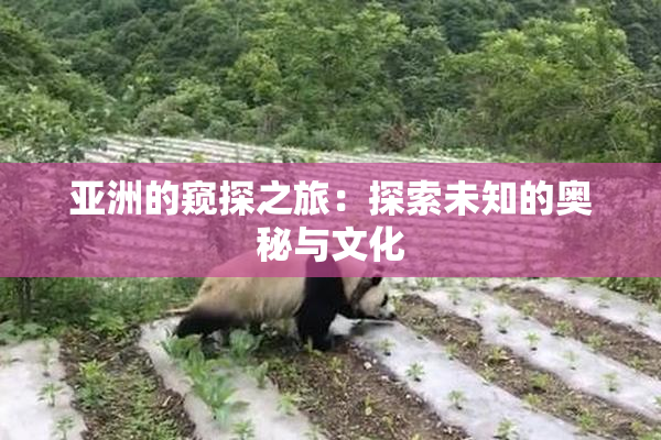 亚洲的窥探之旅：探索未知的奥秘与文化