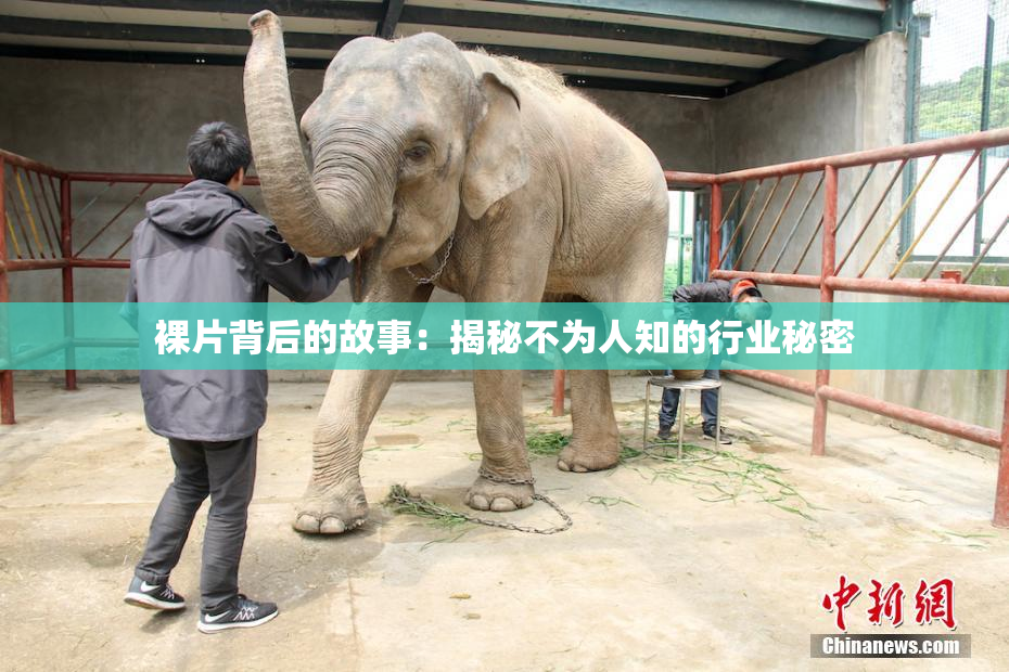 裸片背后的故事：揭秘不为人知的行业秘密