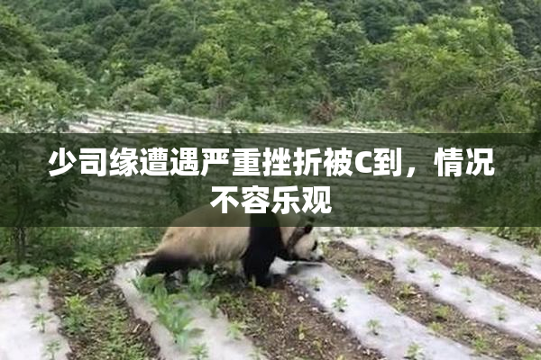 少司缘遭遇严重挫折被C到，情况不容乐观