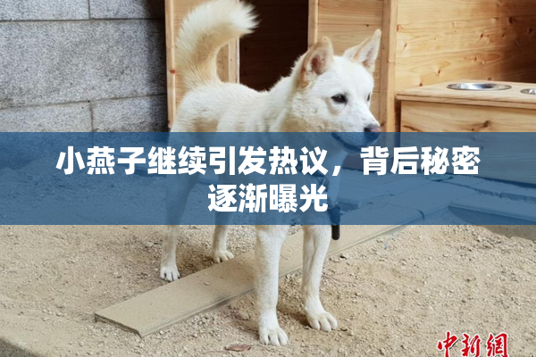 小燕子继续引发热议，背后秘密逐渐曝光