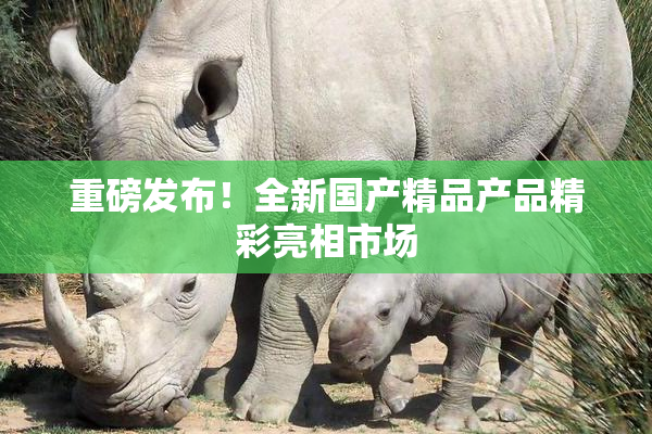 重磅发布！全新国产精品产品精彩亮相市场