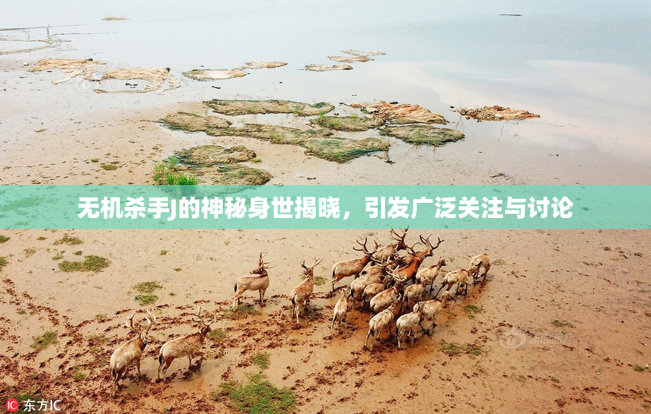 无机杀手J的神秘身世揭晓，引发广泛关注与讨论