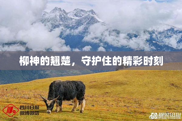 柳神的翘楚，守护住的精彩时刻