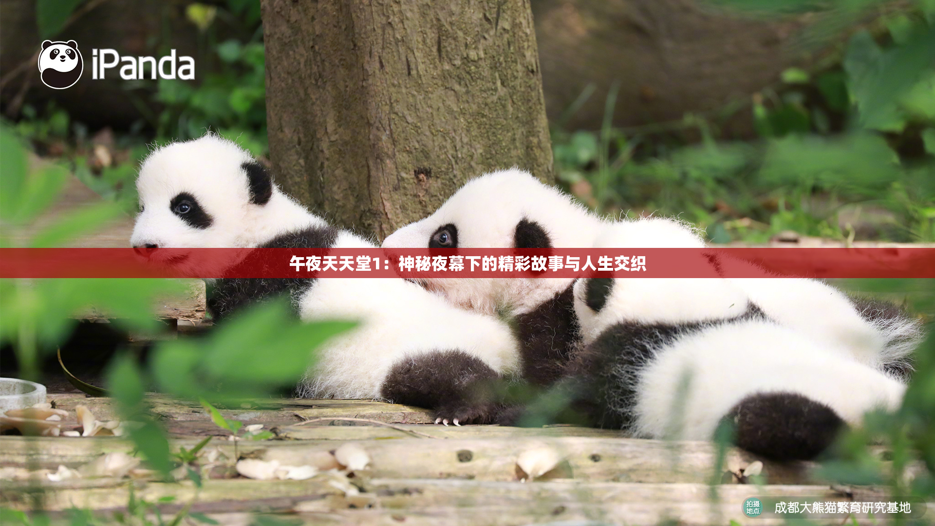 午夜天天堂1：神秘夜幕下的精彩故事与人生交织