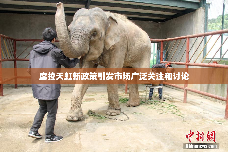 席拉天虹新政策引发市场广泛关注和讨论