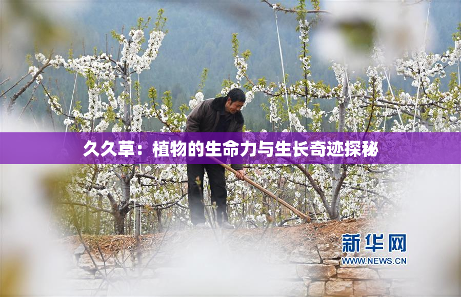 久久草：植物的生命力与生长奇迹探秘